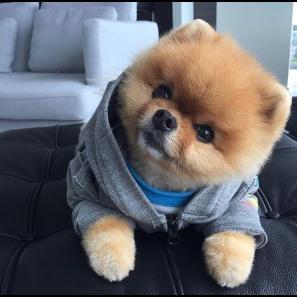 Meet your Posher Gigi Lux